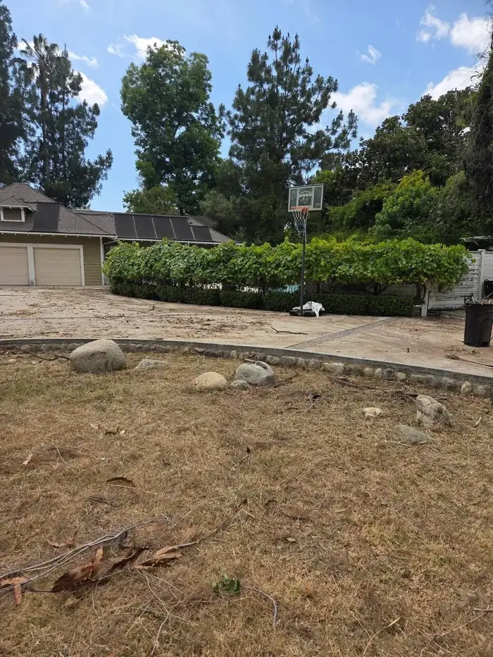 A dry lawn with a basketball hoop and a grape-covered hedge in front of a garage