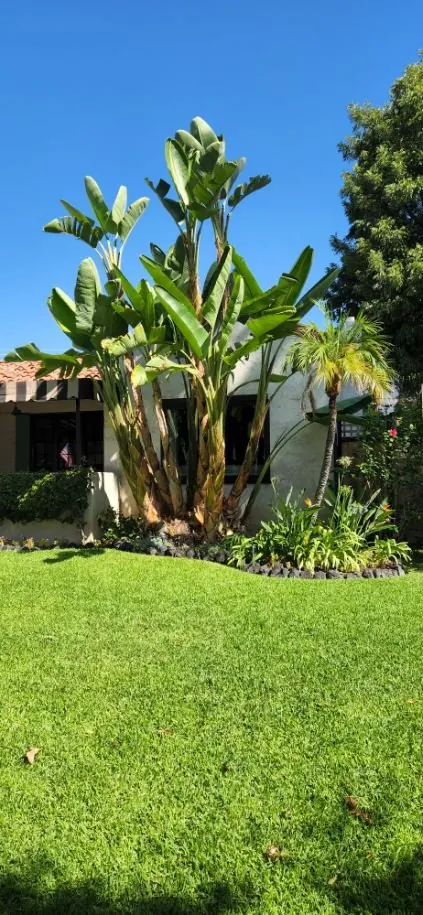 Bird of paradise plants beside a green lawn under a blue sky