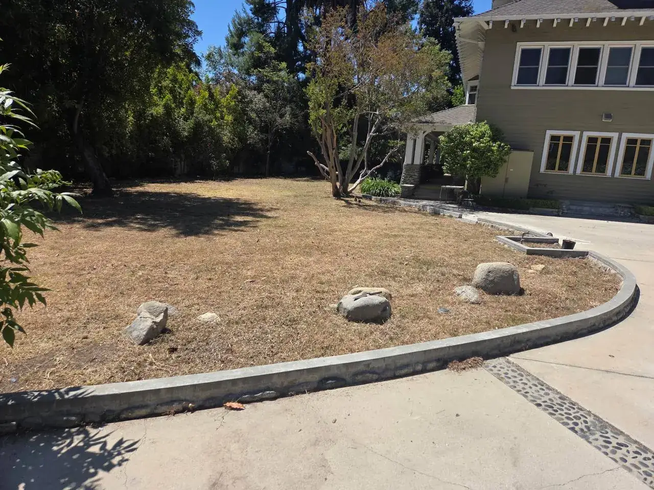 A sunny lawn with boulders and a crepe myrtle in front of a craftsman house