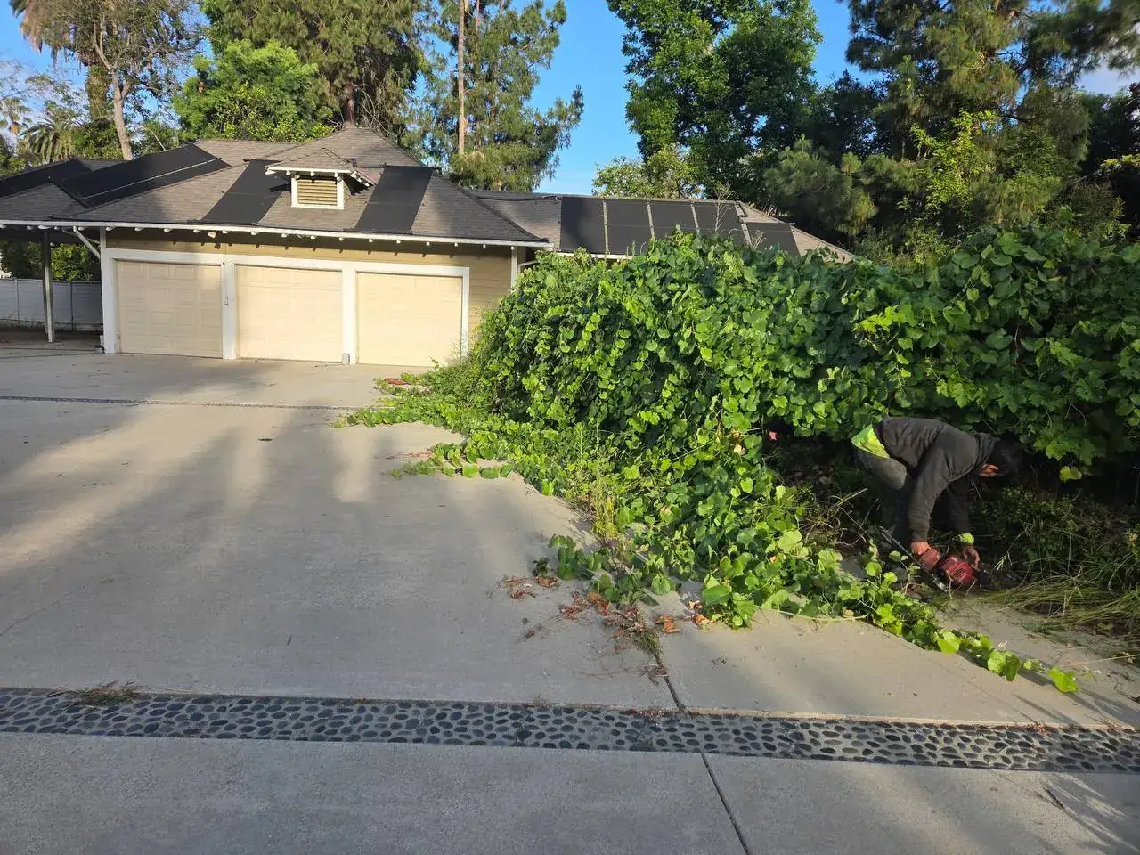 Landscape yard reveal