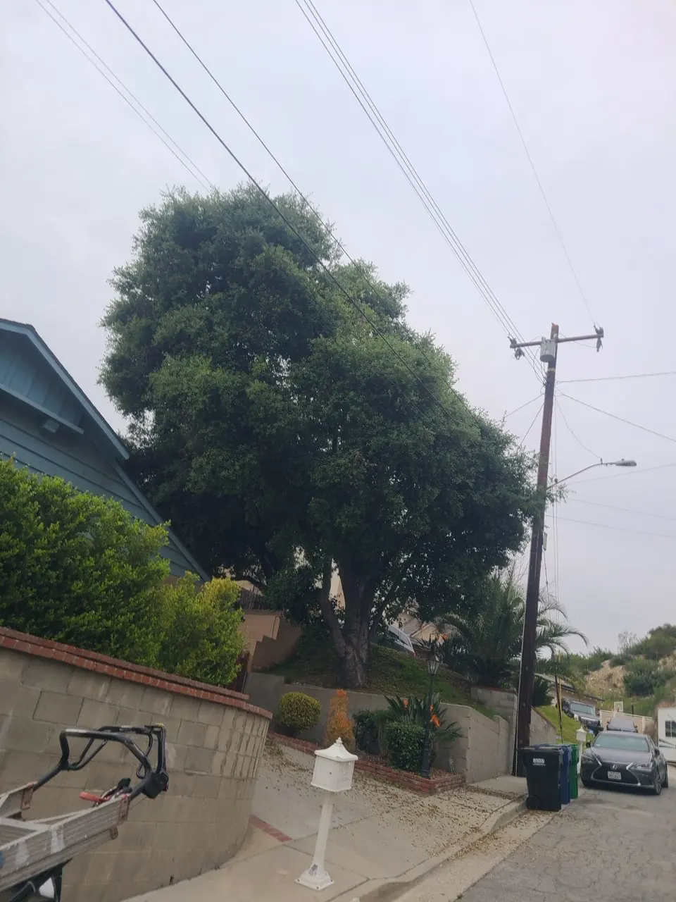 A large dense tree above a brick wall and a quiet Pasadena street