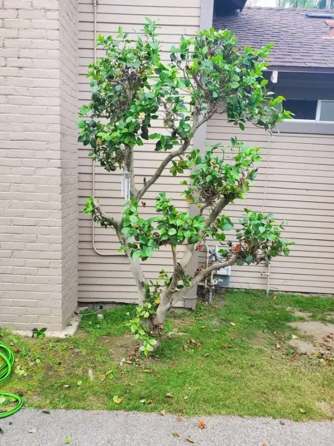 A shaped multi-stem tree beside a brick building