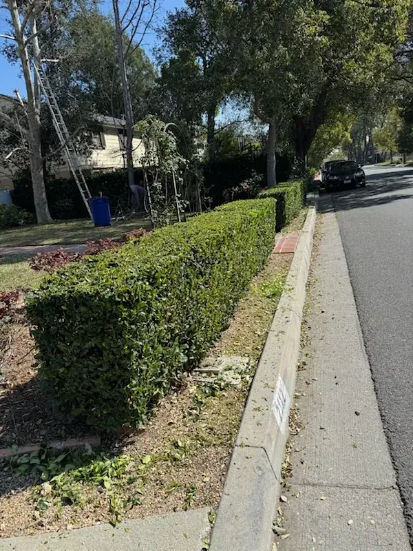 A neatly clipped hedge along a curb