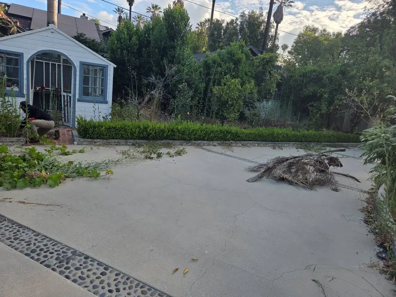 Overgrown garden bed before