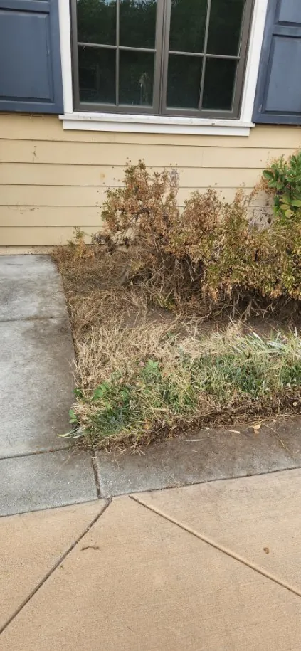 Overgrown shrub garden bed