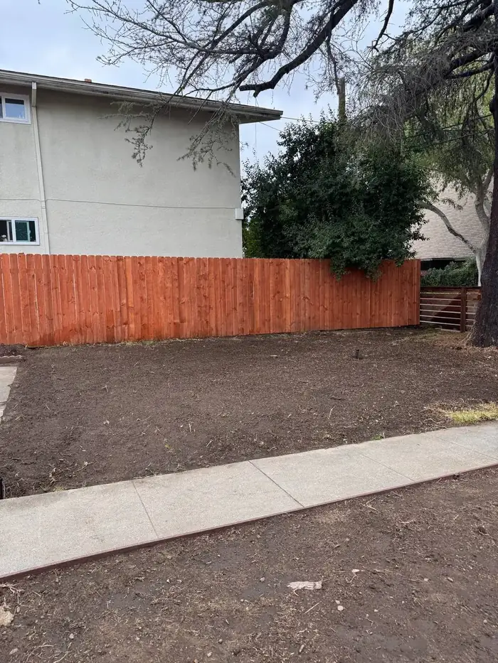 Overgrown side yard before
