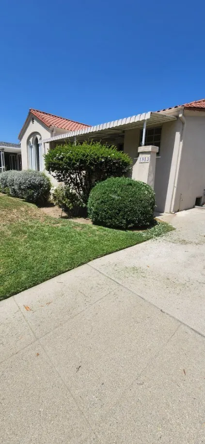 Round shrubs on a lawn in front of a tile-roofed home