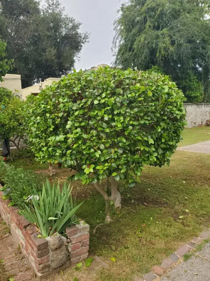 A rounded shade tree trimmed beside a brick planter