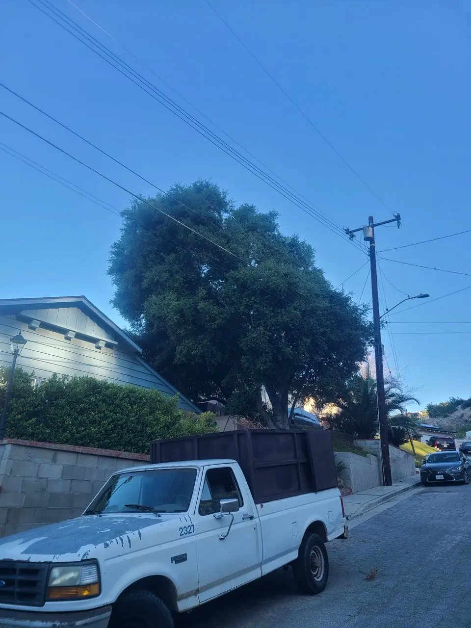The same tree in blue evening light beside our loaded work truck