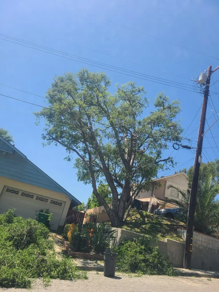 A mature tree on a hillside with the cut branches piled at the curb