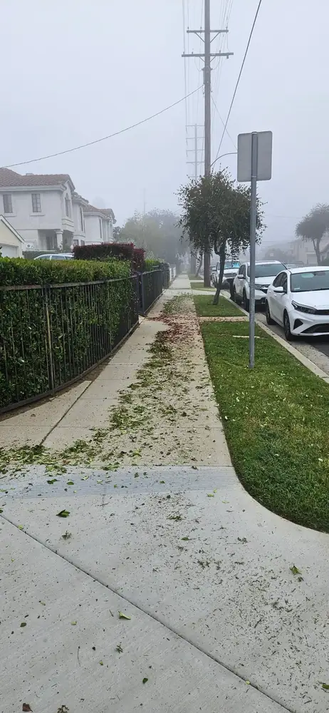 Trimmed hedge along sidewalk