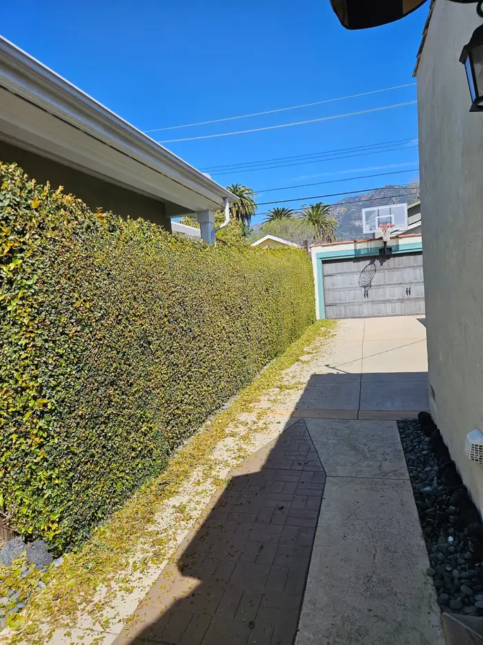 A flat, evenly sheared green hedge wall running along a driveway beside a garage