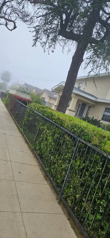 A hedge trimmed level beside a black iron fence on a foggy morning