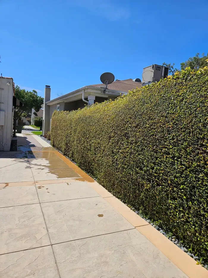 A tall hedge trimmed along a stamped concrete driveway