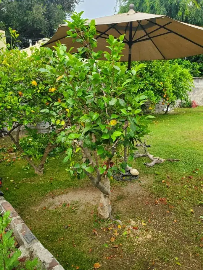 Umbrella shaped tree garden