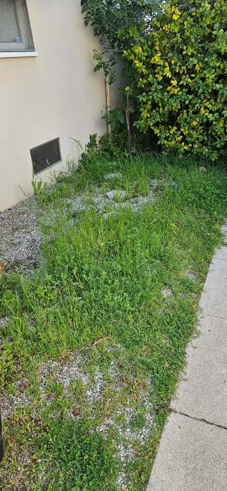 A gravel side bed overgrown with weeds beside a concrete path