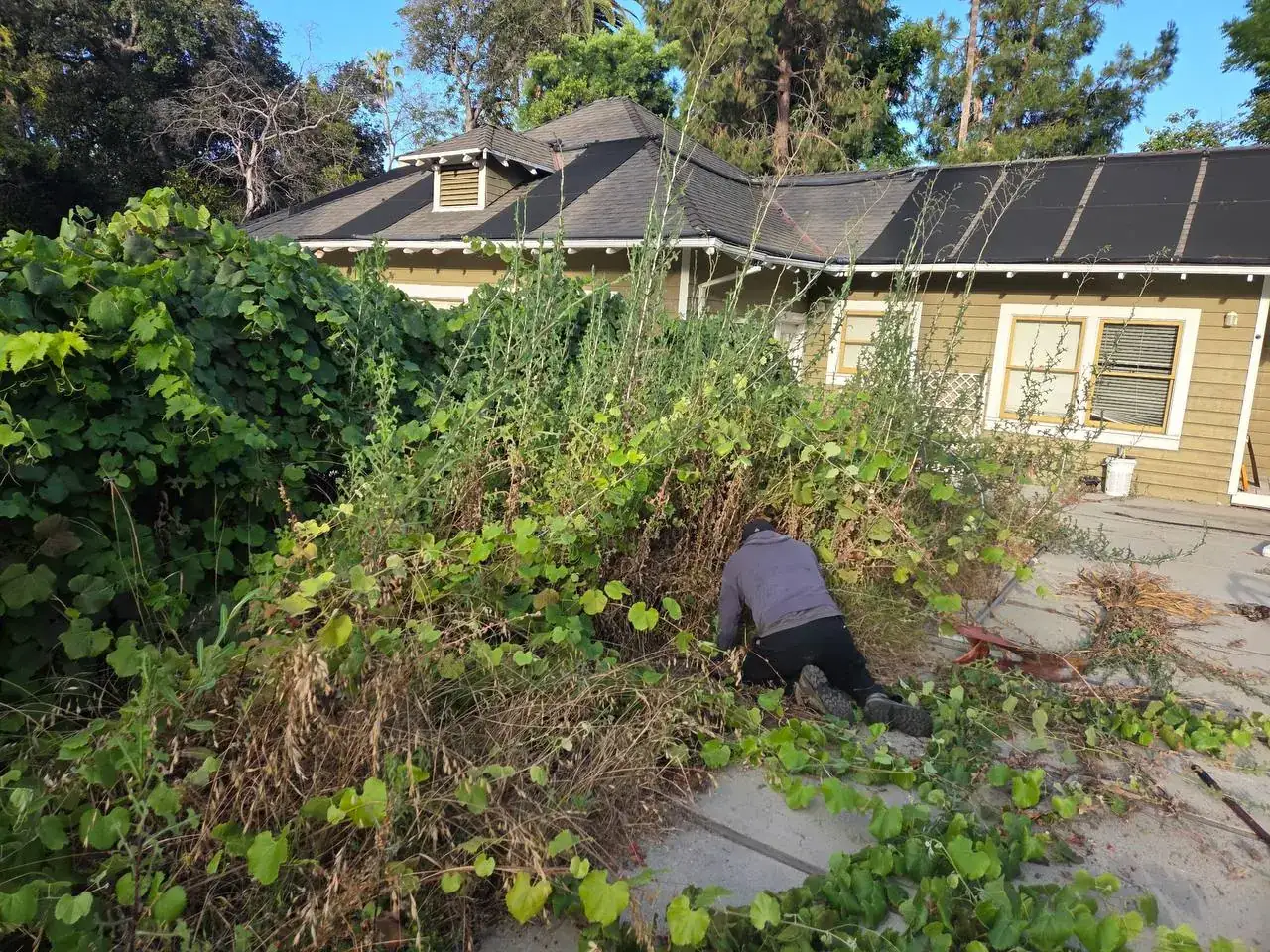 A crew member clearing overgrown vines and weeds beside a house