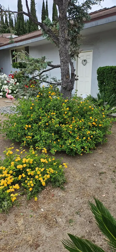 Lantana in yellow bloom around a trimmed pine tree